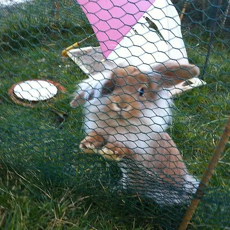 Gaestehaus Tante Tienchen 7 Minuten Zu Fuss Zum Europa Park , Kostenloses Parkplatzticket Rulantica ,alle Unsere Haben Einen Balkon ゲストハウス ルスト