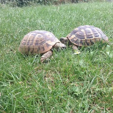 Gaestehaus Tante Tienchen 7 Minuten Zu Fuss Zum Europa Park , Kostenloses Parkplatzticket Rulantica ,alle Unsere Haben Einen Balkon ゲストハウス