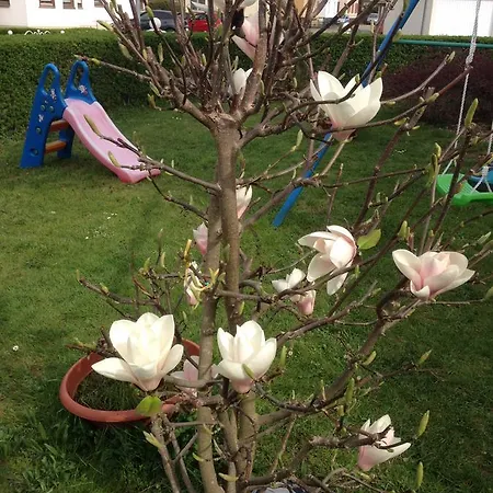 Gaestehaus Tante Tienchen 7 Minuten Zu Fuss Zum Europa Park , Kostenloses Parkplatzticket Rulantica ,alle Unsere Haben Einen Balkon Affittacamere Rust